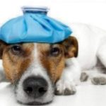 veterinary telemedicine,Google Helpouts