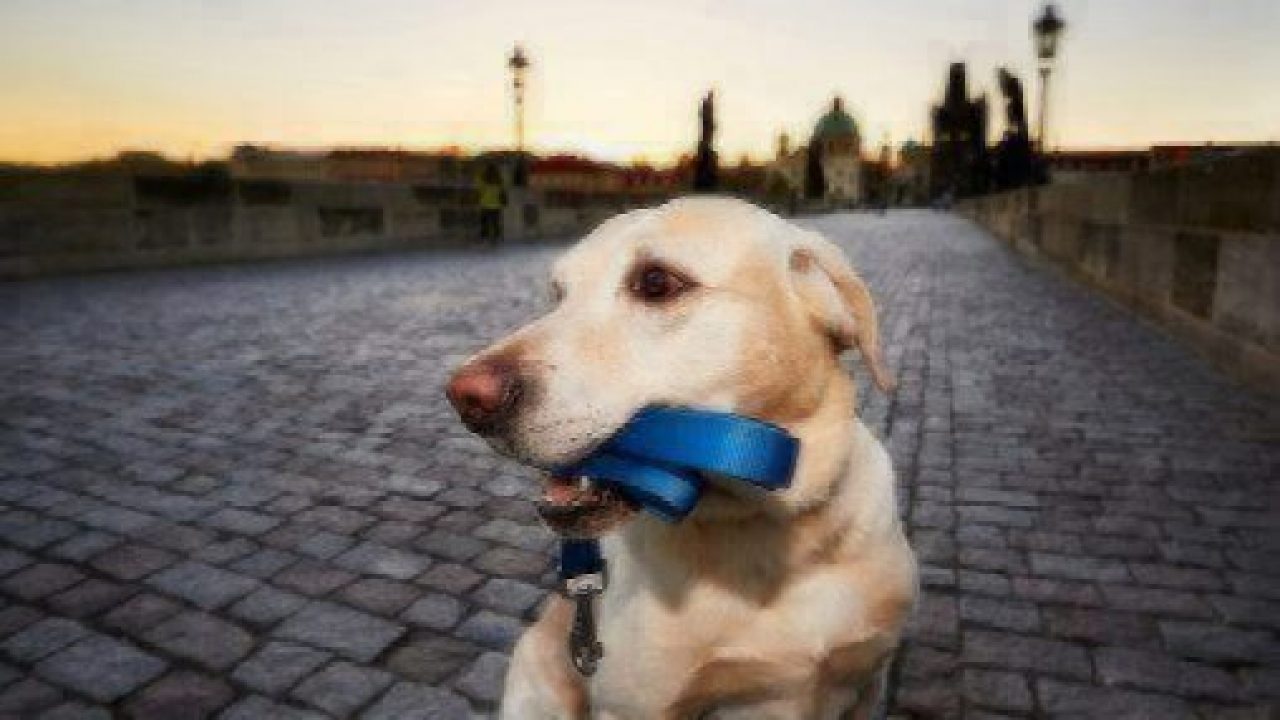 GPS Collar for Dogs