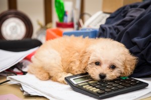 small puppy lying on calculator