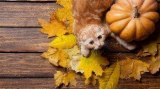 Can Dogs and Cats Eat Pumpkin?