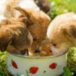 healthy paws puppy food guide