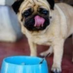 Pug licking his chops with bowl