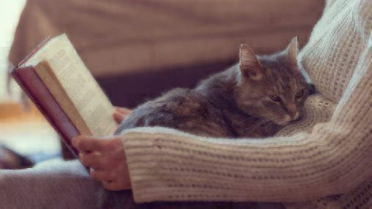 introvert reading with a cat