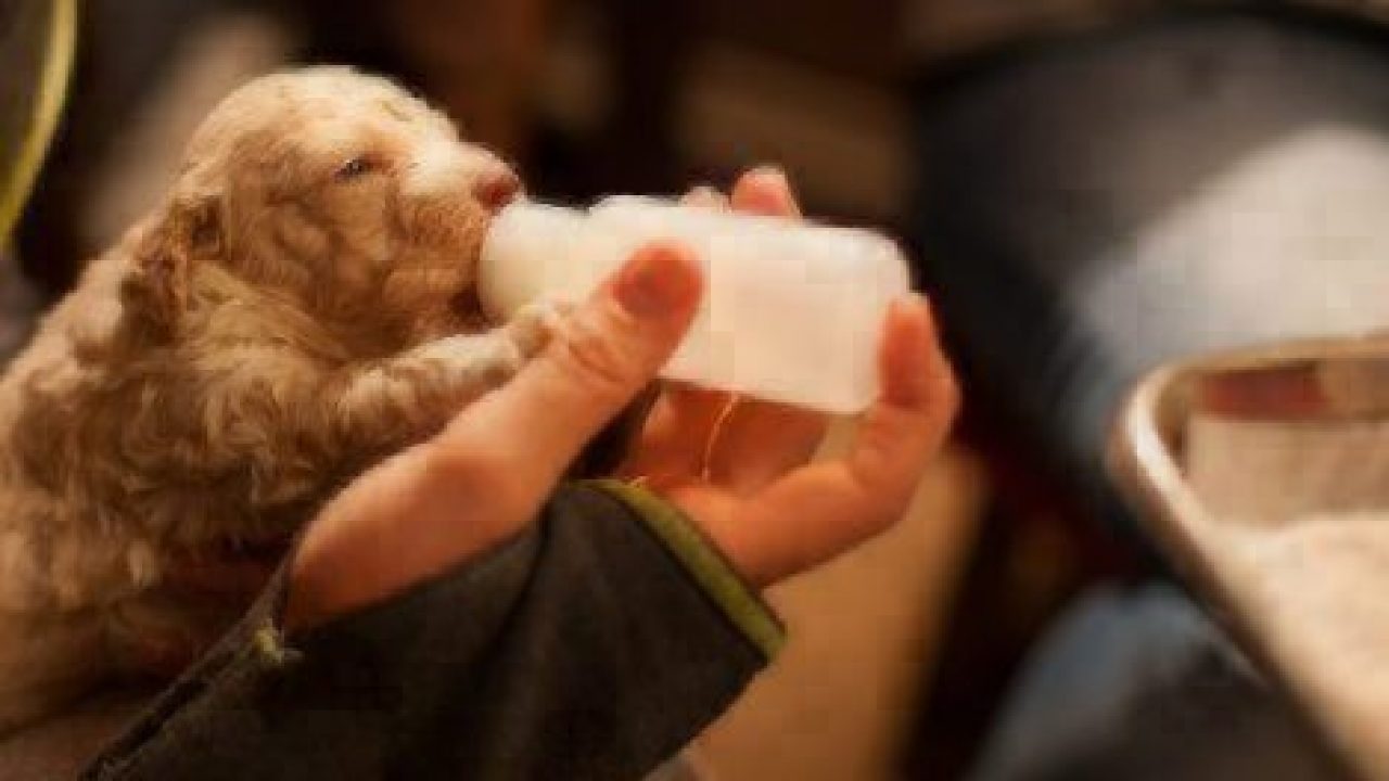 newborn puppy milk