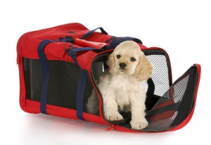 puppy in a carrier