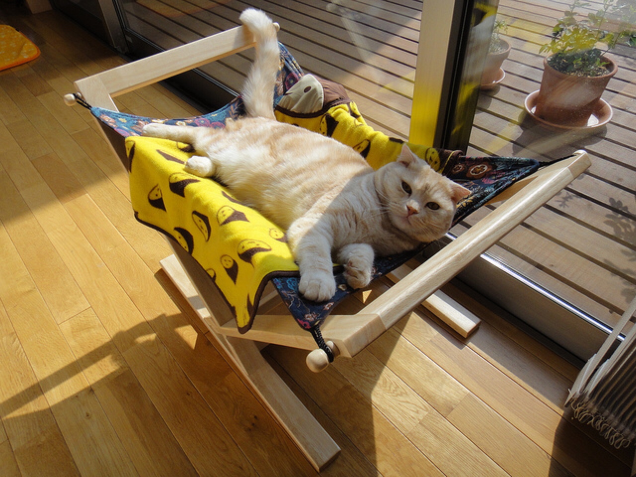 cat hammock bed