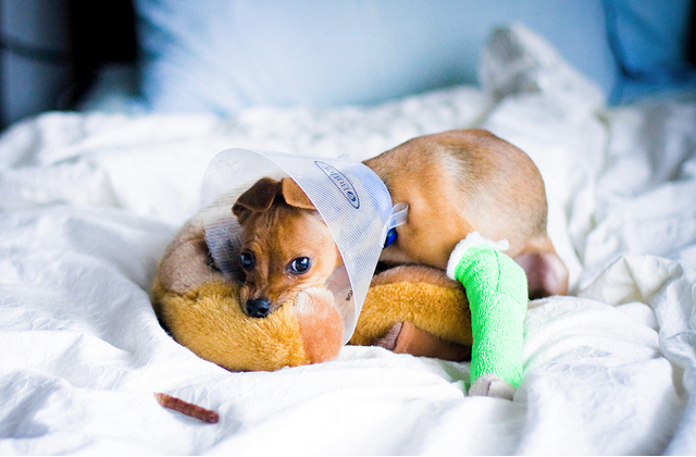 Tiny dog with cast and cone