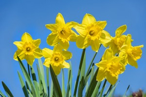 daffodil poisoning cats dogs