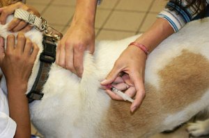 Supplementary insulin injections are necessary for dogs suffering from Type I diabetes. Image via www.breeders.net.