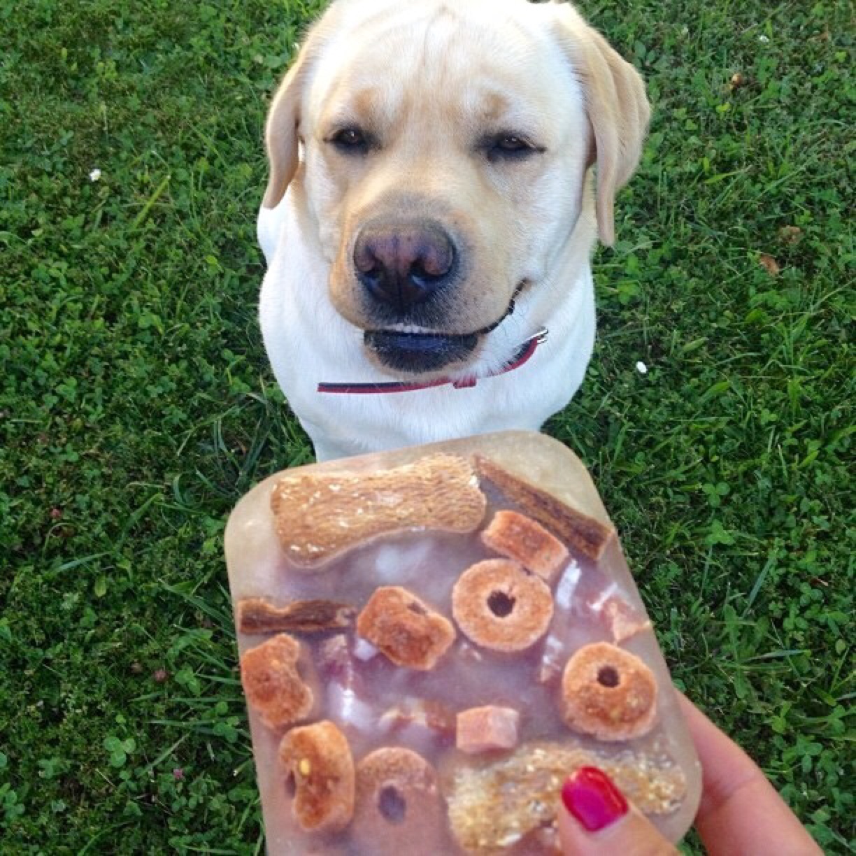 DIY dog ice treat