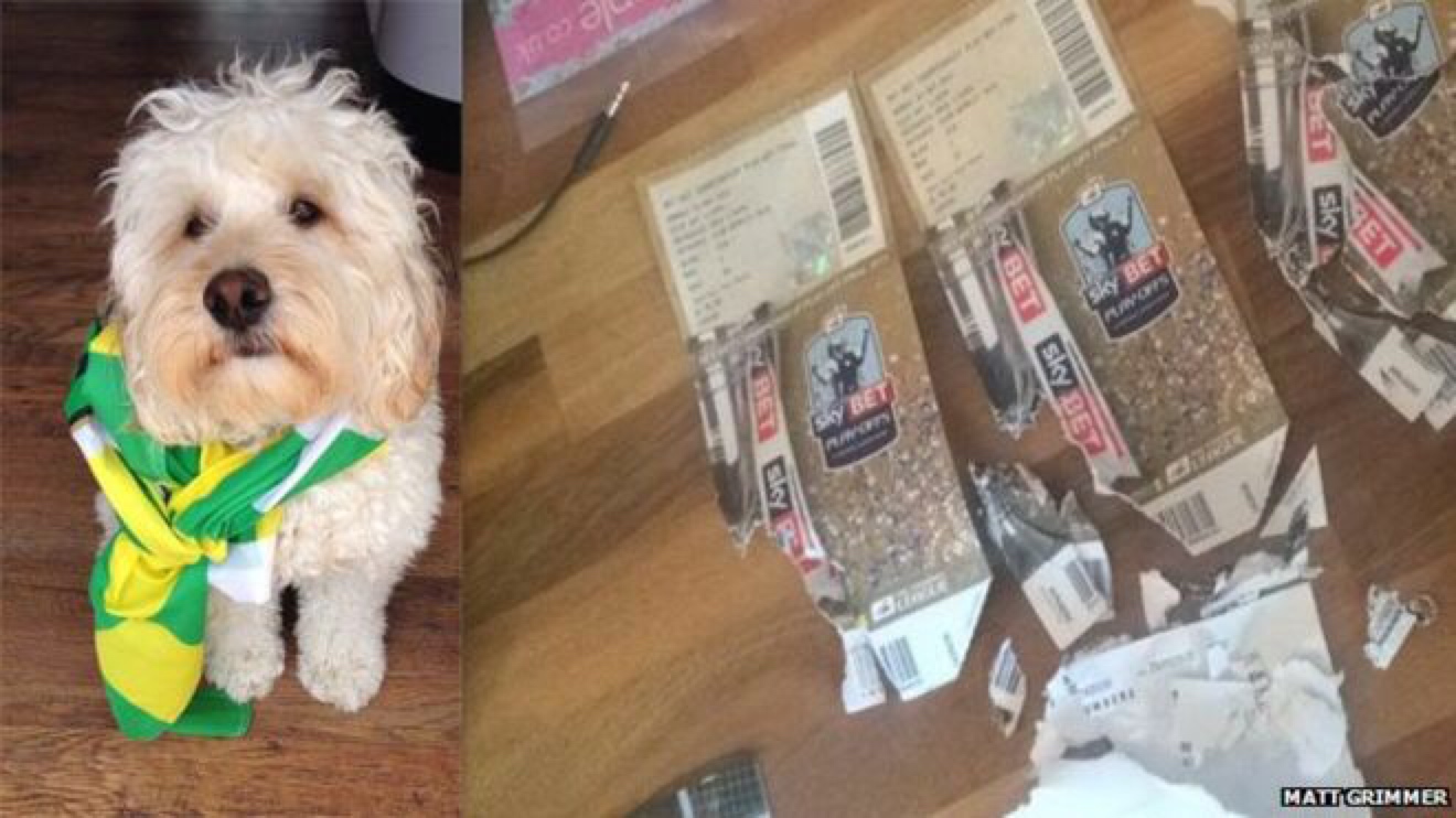 dog ate soccer tickets