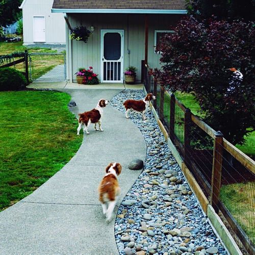 brittany spaniel dogs in yard