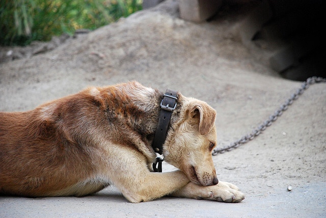 dog chained