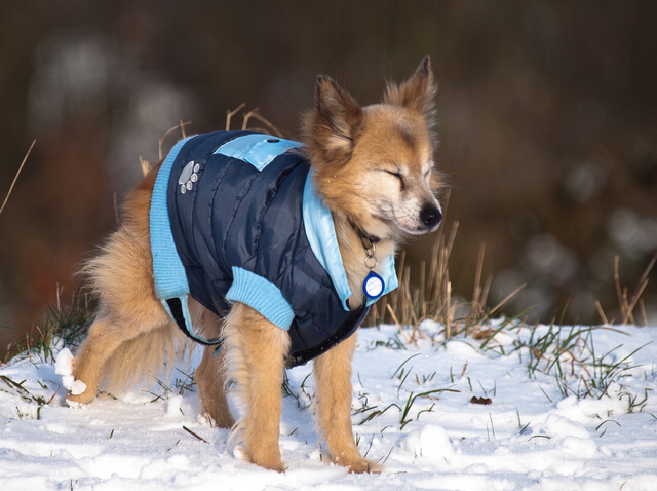 dog clothes winter coat