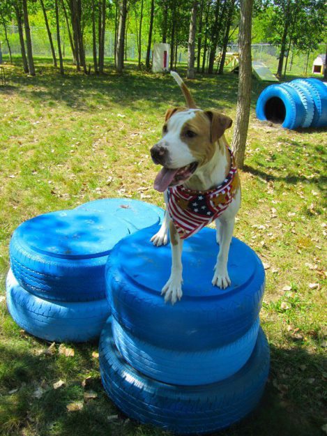 dog standing on tires in backyard