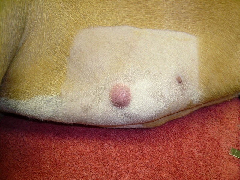 dog skin cancer mast cell tumor