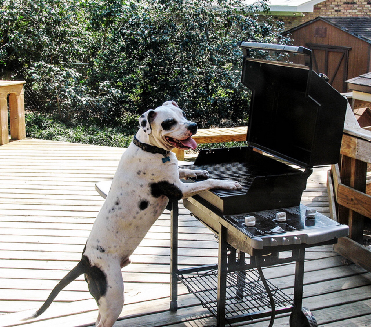 dog_summer_bbq_barbecue_food.jpg