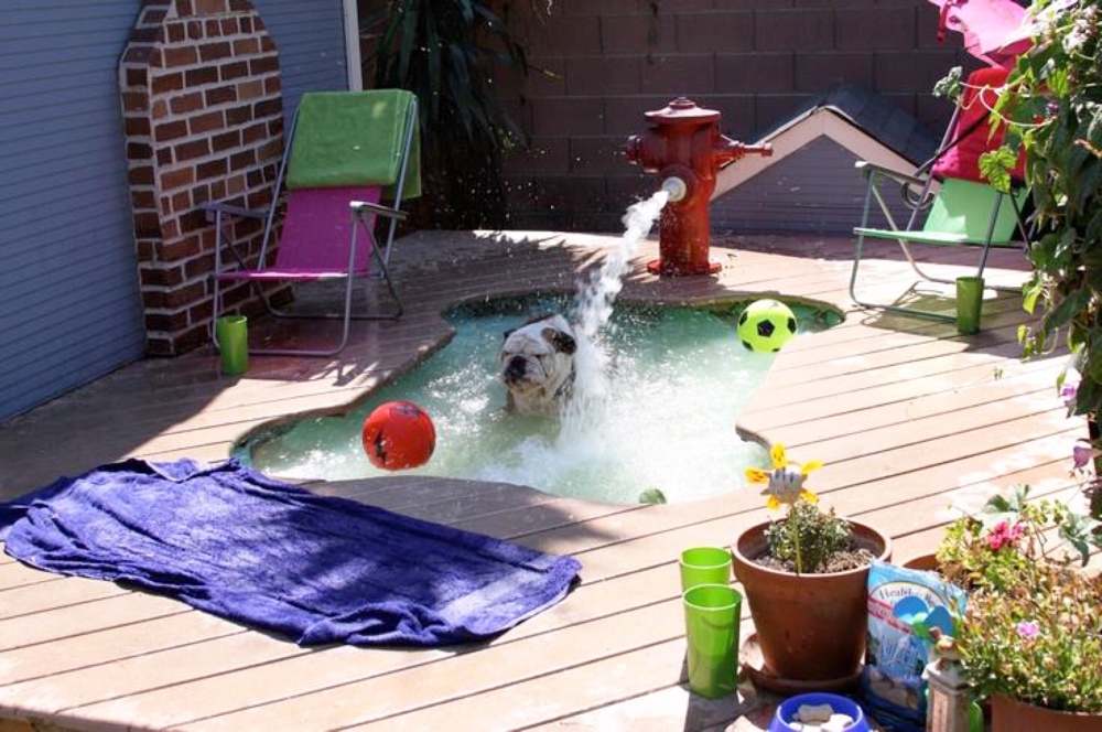 dog swimming pool fountain
