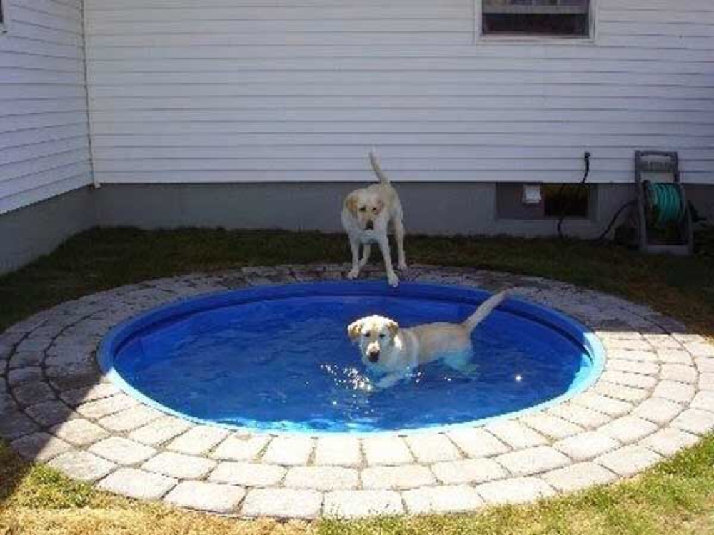 dog pool DIY