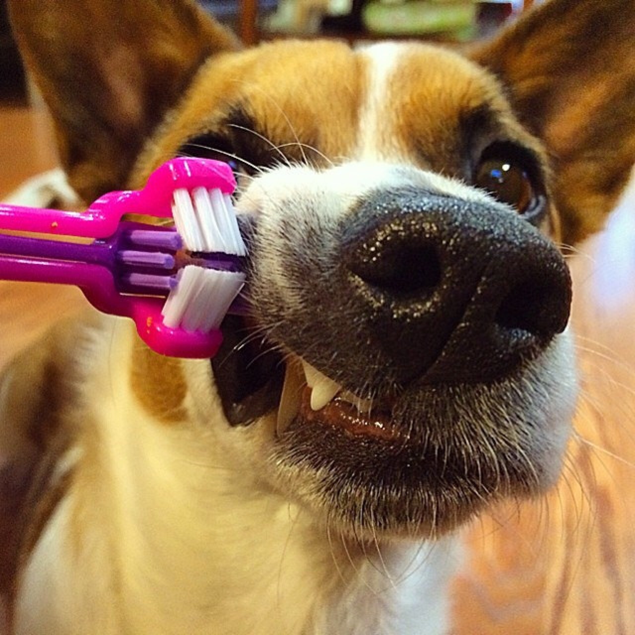 how to brush dogs teeth
