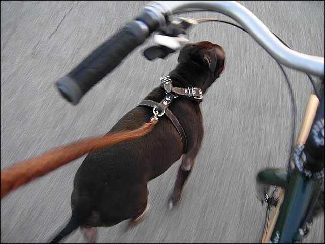 bicycle dog leash