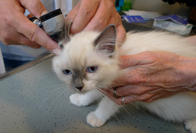 ear mites in cats