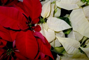 poinsettia poisoning in dogs