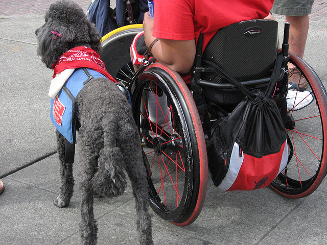 service dog wheelchair