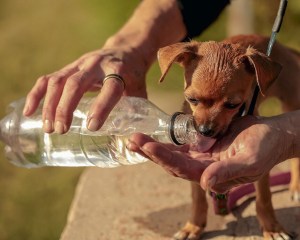 Tiny dog drinking 